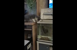 Видео: Аквариумная рыбка дотянулась до провоцирующего ее кота