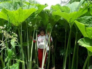 В стране лиллипутов: поразительные фото растений-гигантов на Сахалине