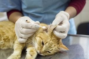 Отодектоз у кошек и как избавиться от ушных клещей
