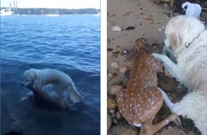 Видео: Как собака спасла тонущего олененка