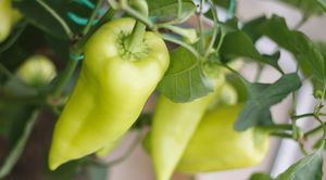 9 главных ошибок при выращивании перцев: не допускайте их и всегда будете с урожаем!