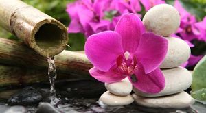Семена орхидеи: секреты проращивания, как вырастить орхидею в домашних условиях