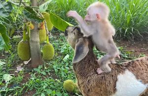Видео: Детеныш обезьянки счастливо играет с козой и пуделями