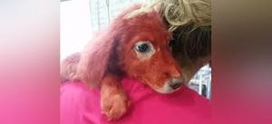 На греческом рынке продавался щенок необычной окраски…