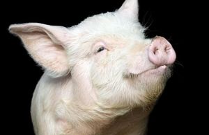 Почему свиньи не могут смотреть в небо: 8 забавных фактов о простых вещах,с которыми мы сталкиваемся