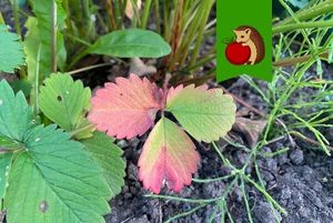 Покрасневшие листья у клубники: спасаем урожай