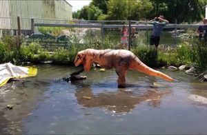 Видео: Человек, одетый как тираннозавр, играет с 200-килограммовым аллигатором