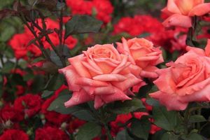 Чайно-гибридные розы: виды, уход и посадка в открытом грунте