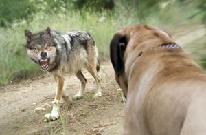 Видео: Кангал — сильнейшая собака в мире, что ждет ее при встрече с волком