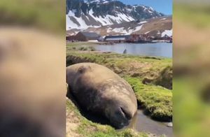 Как трактор храпящий тюлень попал на видео и покорил интернет