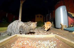 Видео: Домашний кот против лисы — кому достанется угощение