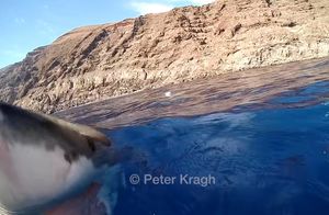 Видео: Большая акула удивила оператора своим внезапным появлением