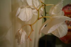 Бутоны орхидеи опадают до раскрытия: как быть