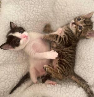Два трёхлапых многопалых котёнка сильно привязываются друг к другу, пока врачи гадают об их шансах на жизнь