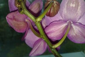 На листьях орхидеи липкие капли