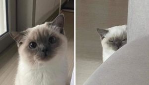 Смешные фото котиков, которые поднимут вам настроение