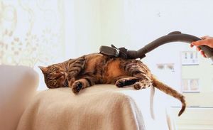 Как запредельная лень кошке жить помогает