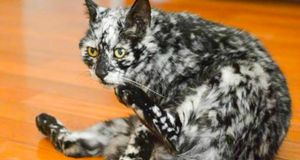 История котика Лоскутка с невероятным мраморным окрасом