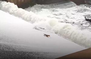 Видео: Собаку унесло бурным потоком воды, но хозяин не растерялся