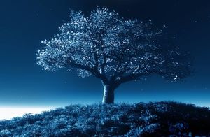 Почему деревья растут по ночам