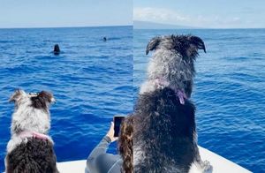 Видео: Собака-психотерапевт обожает плавать с дельфинами и учит этому людей