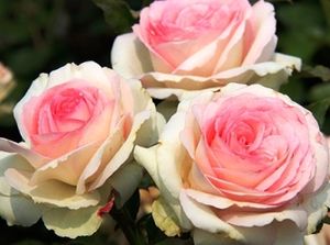 25 сортов чайно-гибридной розы