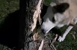 Видео: Собака решила перегрызть дерево, чтобы добраться до кота