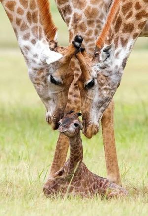 Несколько необычных фактов о жирафах и жирафятах