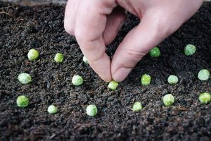 Как сажать горох: посадка и уход в открытом грунте семенами, как растет овощ на даче, глубина посадки