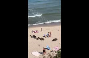 Видео: Многодетное семейство кабанов решило прогуляться по пляжу