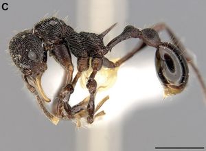 Необычный вид муравьев обнаружен в желудке лягушки