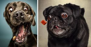 Забавные фотографии собак от фотографа Christian Vieler