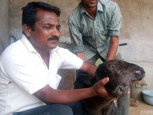 В Индии появился на свет двухголовый теленок