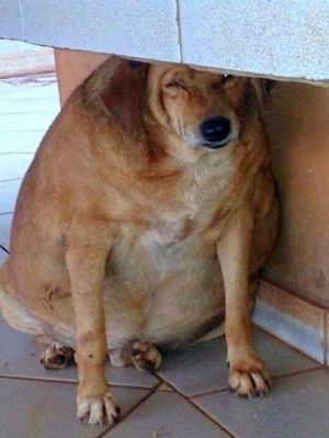Этот бездомный пес умирал от ожирения. Но на его пути встретился добрый человек…