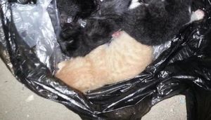 Пятерых новорожденных котят подкинули к жилому дому в целлофановом пакете