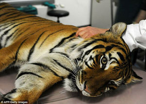 Оперция для спасения тигра