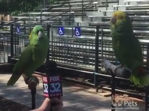 Интервью этих попугаев войдет в историю телевидения