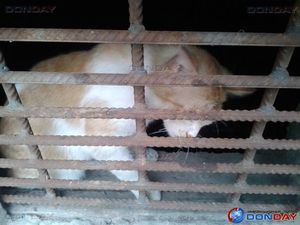 В Ростове коммунальщики «замуровали» кошек в подвале дома двойной решеткой