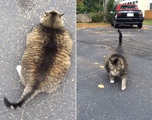 Толстый кот стал «ходячей рекламой» американского отеля