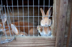 Свободу пернатым и пушистым: в ЕС запретят держать домашних животных в клетках