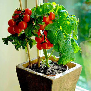 Вырастить помидоры черри на подоконнике и не сесть в лужу. Советы эксперта