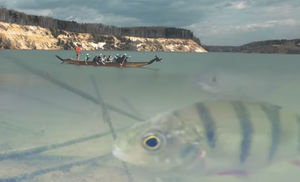 Спускаем рыбам в воду валерьянку: смотрим на видео реакцию под водой
