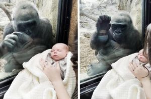 Поразительное видео: горилла любуется человеческим малышом, а потом показывает своего