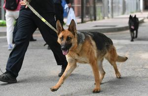 ​Робких собак уволили из китайской полиции и продали на аукционе