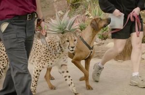 Видеосоревнование: Гонка гепарда и собаки с целью узнать, кто быстрее