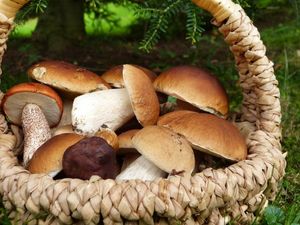 Лесные грибы: почему современные люди едят их неправильно?