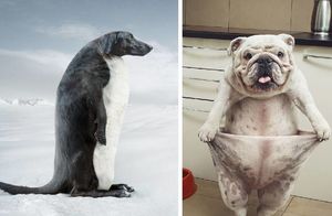 9 забавных рекламных плакатов с участием собак, которые заставляют задуматься
