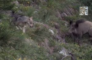 Видео: Кто же за кем гонится — волк за кабаном или кабан за волком