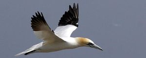 Ученые выяснили, что качество полета птиц зависит от цвета их крыльев