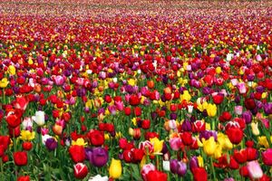 Тюльпаны — как вырастить красивые здоровые цветы у себя на грядке?